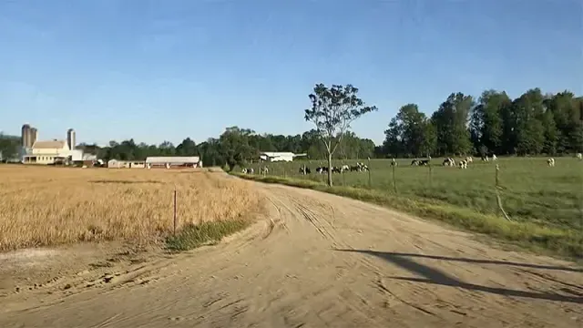 Rural farm scene with road, barn, cows and silo